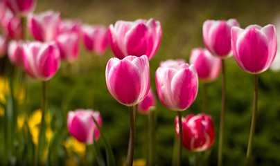 Beautiful pink tulips in the park
