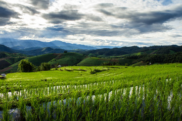 Green terraced rice field over the mountain