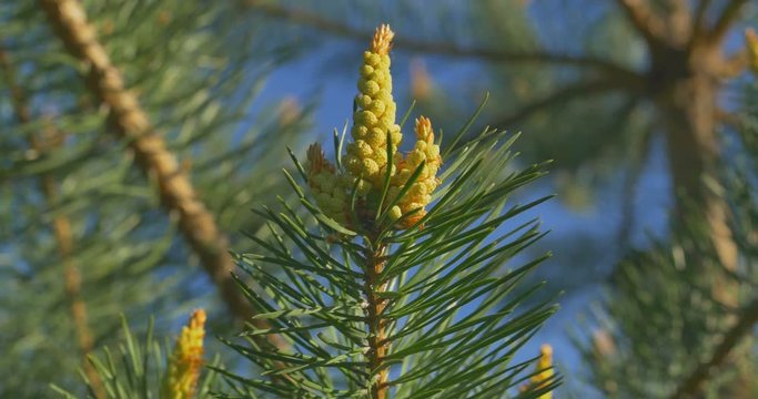 Yellow pine cones on the pine trees. The pine cones are hanging on the branch of the tree. Close up.