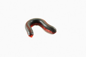 Millipede on white background.