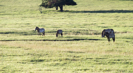 Cheval de Przewalski