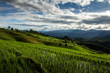 Fototapeta premium Green terraced rice field over the mountain
