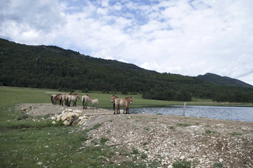 Cheval de Przewalski