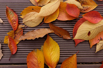 Red and yellow leaves on a wooden floor