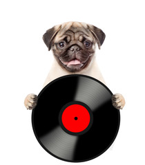 Dog holds a vinyl record. Isolated on white background