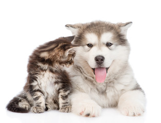 Kitten and puppy together. isolated on white background