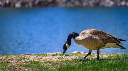 Closeup of Canada goose wandering around, nibbling, grazing green grass. Pond, water background. Wildlife animal, Wildlife animal, park, outdoors. Wyoming, USA.