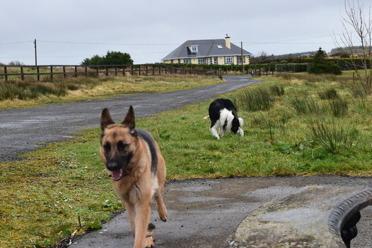Dogs having fun