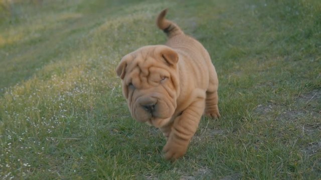 Puppy of the breed of shar pei