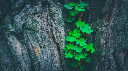 Photo depicts a pine tree trunk with a trefoil clover growing on it. Lucky green shamrock on the tree bark in a mystic forest, beautiful fairy backdrop concept. Springtime. Close up view.