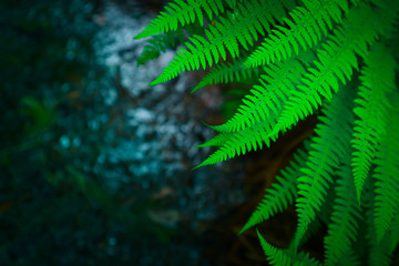 Beautiful colorful bright green fern leaves background. Exotic fern frond leaf texture in the forest close up, macro view.