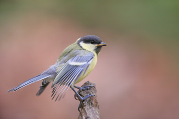 giovane cinciallegra