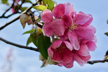 Beautiful pink sakura flowers with green leaves