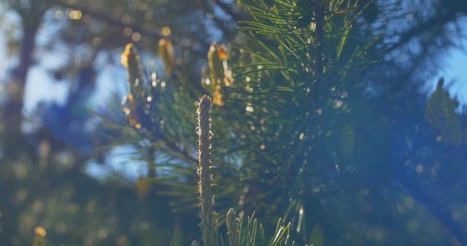 Yellow pine cones on the pine trees. The pine cones are hanging on the branch of the tree. Close up.