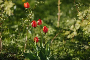 Obraz premium A field of beautiful red tulips shot from low angle