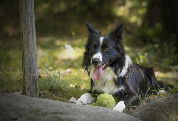 Portrait of a puppy border collie in the forest