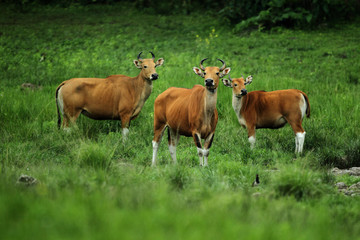 Banteng (Bos javanicus) a species of wild cattle found in Southeast Asia. drink mineral water. Huaikhakheng Wildlife Sanctuary.nature world heritage site ,Thailand ,IUCN Red List of Threatened Species