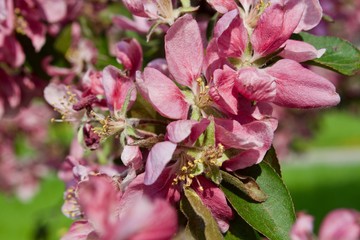 Beautiful pink sakura flowers with green leaves