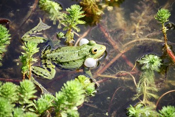 Grenouille