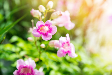 Naklejka na ściany i meble Flowers Holly Hock white and pink in the garden.