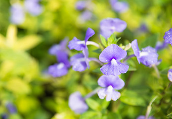 Fototapeta na wymiar Purple white flower Otacanthus coeruleus A.Rose or Scrophulariacea or Brazilian Snapdragon or Amazon Blue or Blue Hawaii in the garden