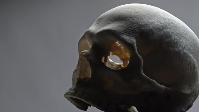 Human Skull model