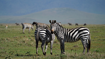 Fototapeta na wymiar Zebras Courtship Ritual in Ngorongoro Crater, Tanzania