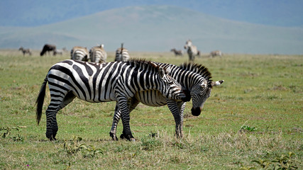 Fototapeta na wymiar Zebras Courtship Ritual in Ngorongoro Crater, Tanzania
