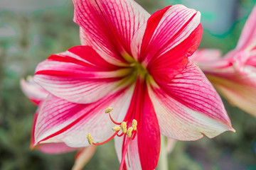 Bouquet of Amaryllis red flower red Gippeastrum