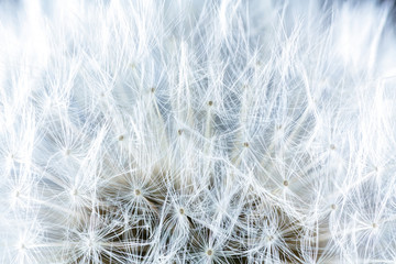 White dandelion extreme close up.