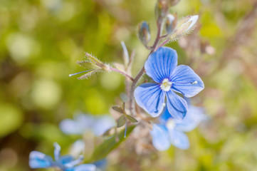 small blue flowers macro background