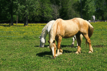 chevaux dans une prairie