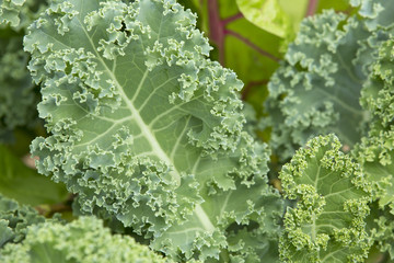 Fresh kale leaves in the garden.