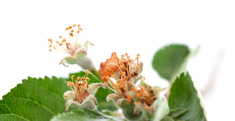 apple blossom damaged by morning frost