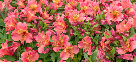 Red alstroemeria flowers and buds