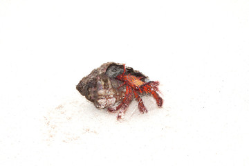 Hermit Crab crawling on white sand