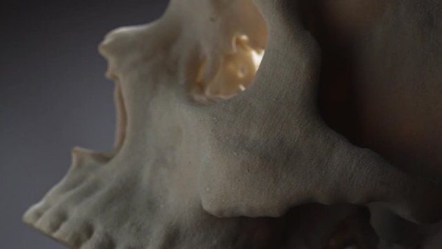 Human Skull Detail