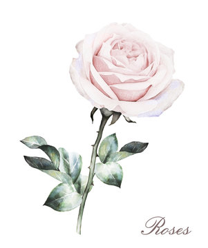 watercolor flowers isolated on white background. floral illustration in Pastel colors,  pink rose. Bouquet of flowers. Leaf. Cute composition for wedding or greeting card