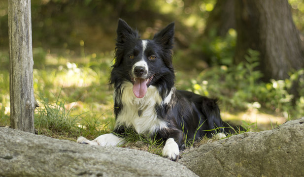 Portrait of a border collie puppy relaxing among rocks