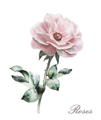 watercolor flowers isolated on white background. floral illustration in Pastel colors,  pink rose. Bouquet of flowers. Leaf. Cute composition for wedding or greeting card - obrazy, fototapety, plakaty