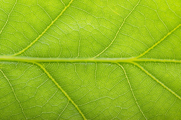 Fototapeta na wymiar Green leaf of oak with dew
