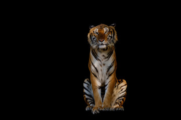 Isolated of tiger.
