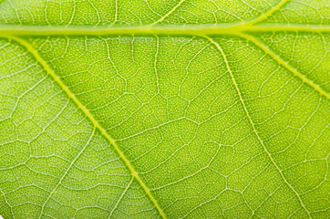 Green leaf of oak with dew