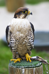 Falke