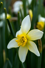Fototapeta na wymiar Flower daffodil yellow close-up on a background of green grass
