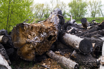 cut down old trees lying on the forest background