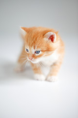 Cute red kitten on light background