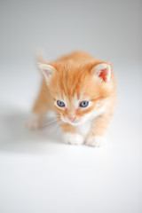 Cute red kitten on light background