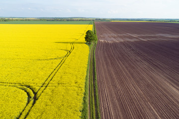 blühendes rapsfeld und ein gepflügter acker im frühling