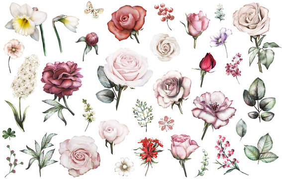 Set elements of rose, narcissus, peonies. Collection garden and wild flowers, branches, illustration isolated on white background. Leaves, berry, bud, herbs, butterfly. Watercolor style